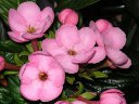 ニオイザクラ〔匂い桜〕の花（写真）