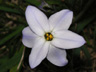 写真「ハナニラ 〔花韮〕 の花」