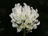 写真「シロツメクサ〔白詰草〕の花」