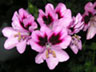 写真「ペラルゴニウムの花」