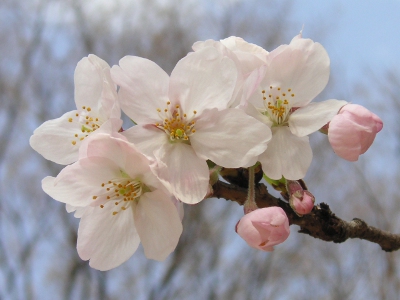 サクラ〔桜〕の写真