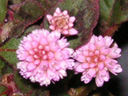 ヒメツルソバの花