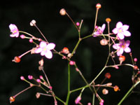 ハゼランの花