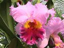 カトレア〔Cattleya〕の花（写真）