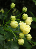 写真「モッコウバラ〔木香薔薇〕の花」