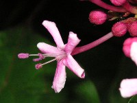 ボタンクサギ〔牡丹臭木〕の花（写真）