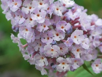 ブッドレアの花（写真）