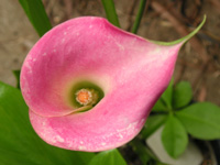 写真「カラー〔Calla〕の花」