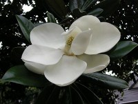 タイサンボク〔泰山木〕の花（写真）