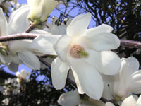 ハクモクレン〔白木蓮〕の花（写真）