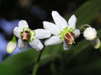 ヒヨドリジョウゴの花