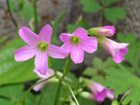写真「ムラサキカタバミ〔紫片喰〕の花」