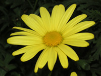 マーガレットの花（写真）　黄花