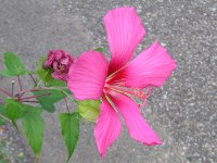 モミジアオイ〔紅葉葵〕の花（写真）
