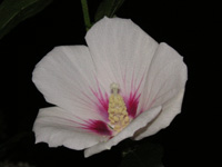 写真「ムクゲ〔木槿〕の花」