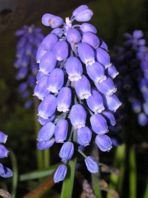 ムスカリ〔Muscari〕の花（写真）