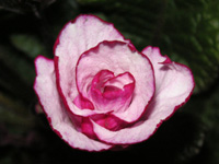 プリムラ・ジュリアンの花（写真）