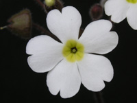 プリムラ〔Primula〕の花（写真）
