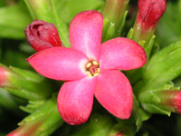 写真「ロケア〔Rochea〕の花」