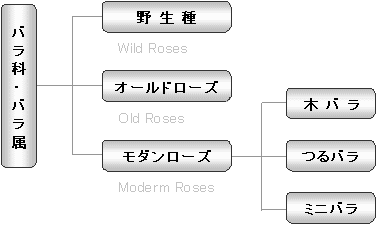 バラ科バラ属の系図