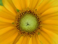 ルドベキアの花（写真）