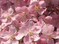サクラ〔桜〕の花「河津桜」（写真）