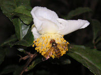 チャノキ〔茶の木〕の花（写真）