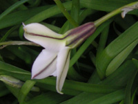 ハナニラ〔花韮〕の花（写真）