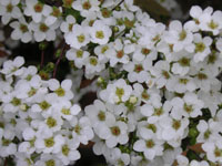 写真「ユキヤナギ〔雪柳〕の花」